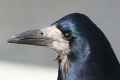 Грач фото (Corvus frugilegus) - изображение №2089 onbird.ru.<br>Источник: www.blueskybirds.co.uk
